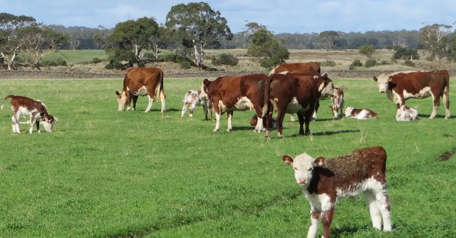 Koallah Farm