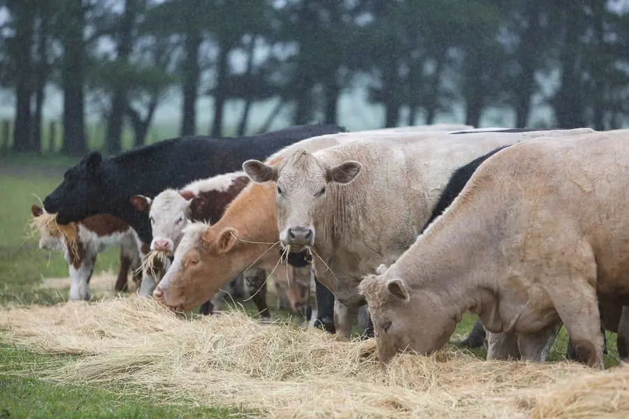 Grass fed beef